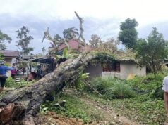 APM terima 100 kes rumah rosak, 79 pokok tumbang