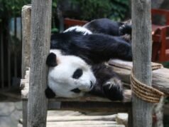 Duit punya pasal, panda jadi mangsa!