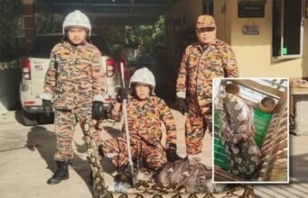 Ular sawa 240 kilo ‘ngap’ ibu dan anak kambing!